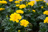 Woolley Moor Nurseries Bedding French Marigold "Yellow" - 6 Pack - Woolley Moor Nurseries