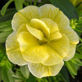 Woolley Moor Nurseries Calibrachoa "Double Lemon"- 9cm - Woolley Moor Nurseries