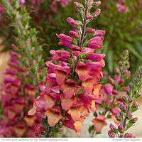 Woolley Moor Nurseries Digitalis "Foxlight Ruby Glow" - 3Ltr - Woolley Moor Nurseries