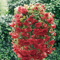 Woolley Moor Nurseries Begonia Illumination (Trailing) "Scarlet" - 9cm - Woolley Moor Nurseries