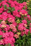 Woolley Moor Nurseries Hydrangea "Pink" - 10Ltr (Large) - Woolley Moor Nurseries