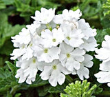 Woolley Moor Nurseries Verbena Compact "White"- 9cm - Woolley Moor Nurseries