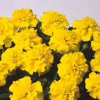 Woolley Moor Nurseries Bedding French Marigold "Yellow" - 6 Pack - Woolley Moor Nurseries