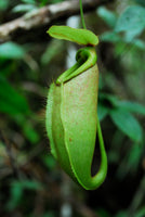 Woolley Moor Nurseries Nepenthes Gaya "Pitcher Plant" - 8.5cm - Woolley Moor Nurseries