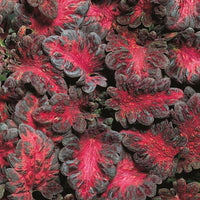 Woolley Moor Nurseries Coleus "Black Dragon"- 9cm x 3 Plants - Woolley Moor Nurseries