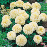 Woolley Moor Nurseries Bedding African Marigold "Vanilla" - 6 Pack - Woolley Moor Nurseries