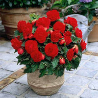 Woolley Moor Nurseries Begonia NonStop (Upright) "Red" - 9cm x 3 Plants - Woolley Moor Nurseries