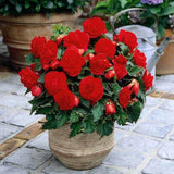 Woolley Moor Nurseries Begonia NonStop (Upright) "Red" - 9cm - Woolley Moor Nurseries