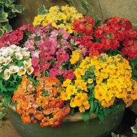 Woolley Moor Nurseries Bedding Nemesia "Mixed" - 6 Pack - Woolley Moor Nurseries