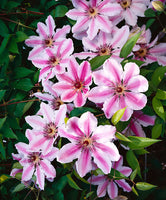 Woolley Moor Nurseries Clematis "Nelly Moser" - 3.5Litre - Woolley Moor Nurseries