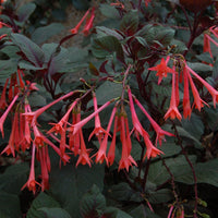 Woolley Moor Nurseries Fuchsia Upright "Coral"- 9cm x 3 Plants - Woolley Moor Nurseries