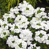 Woolley Moor Nurseries Verbena Compact "White"- 9cm - Woolley Moor Nurseries