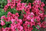 Woolley Moor Nurseries Diascia "Rose"- 9cm x 3 Plants - Woolley Moor Nurseries