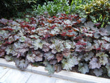 Woolley Moor Nurseries Heuchera "Palace Purple" - 1.5Ltr - Woolley Moor Nurseries