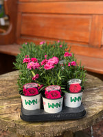 Woolley Moor Nurseries Dianthus "Oscar" - Woolley Moor Nurseries