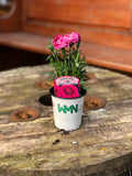 Woolley Moor Nurseries Dianthus "Oscar" x 3 Plants - Woolley Moor Nurseries