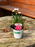 Woolley Moor Nurseries Dianthus "Oscar" x 3 Plants - Woolley Moor Nurseries