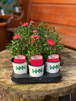 Woolley Moor Nurseries Dianthus "Oscar" x 3 Plants - Woolley Moor Nurseries