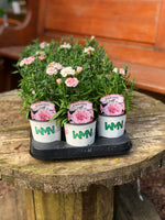 Woolley Moor Nurseries Dianthus "Oscar" x 3 Plants - Woolley Moor Nurseries