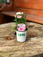 Woolley Moor Nurseries Dianthus "Oscar" x 3 Plants - Woolley Moor Nurseries