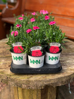 Woolley Moor Nurseries Dianthus "Oscar" - Woolley Moor Nurseries