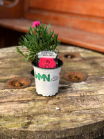 Woolley Moor Nurseries Dianthus "Oscar" x 3 Plants - Woolley Moor Nurseries