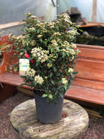 Woolley Moor Nurseries Viburnum Tinus 10L - Woolley Moor Nurseries