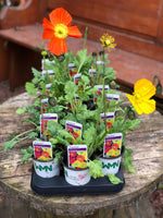 Woolley Moor Nurseries Papaver (Poppy) Mix - 9cm Pot - Woolley Moor Nurseries