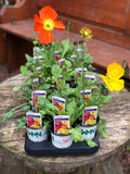 Woolley Moor Nurseries Papaver (Poppy) Mix - 9cm Pot x 3 Plants - Woolley Moor Nurseries