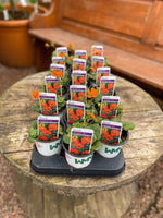 Woolley Moor Nurseries Geum Koi - 9cm Pot - Woolley Moor Nurseries