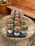 Woolley Moor Nurseries Geum Koi - 9cm Pot x 3 Plants - Woolley Moor Nurseries