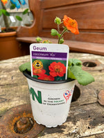 Woolley Moor Nurseries Geum Koi - 9cm Pot - Woolley Moor Nurseries