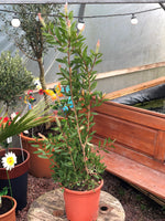 Woolley Moor Nurseries Callistemon (Bottlebrush) - 60cm - 8Ltr - Woolley Moor Nurseries