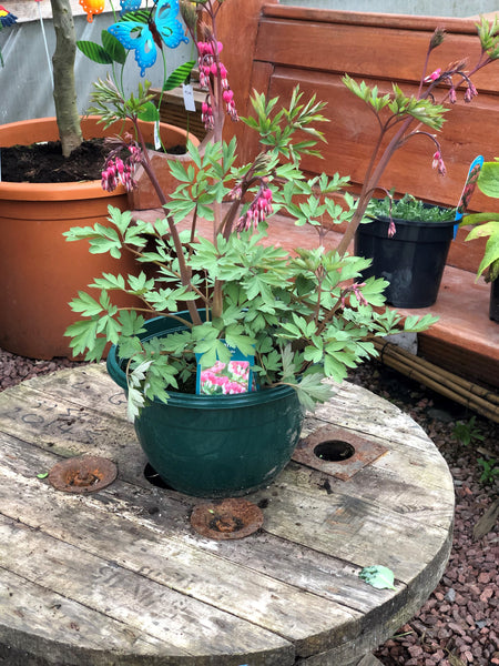 Woolley Moor Nurseries Dicentra Spectabilis "Bleeding Hearts" - 5L - Woolley Moor Nurseries