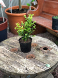 Woolley Moor Nurseries Buxus (Box Plant) - 1 Litre - Woolley Moor Nurseries