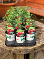 Woolley Moor Nurseries Tomato "Tumbler" - 9cm - Woolley Moor Nurseries