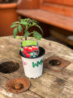 Woolley Moor Nurseries Tomato "Tumbler" - 9cm - Woolley Moor Nurseries