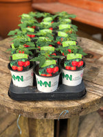 Woolley Moor Nurseries Tomato "Totem" Patio Bush - 9cm - Woolley Moor Nurseries