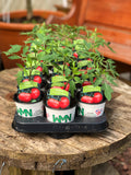 Woolley Moor Nurseries Tomato "Supersteak" - 9cm - Woolley Moor Nurseries