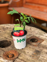 Woolley Moor Nurseries Tomato "Supersteak" - 9cm - Woolley Moor Nurseries