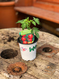 Woolley Moor Nurseries Tomato "Gardeners Delight" - 9cm - Woolley Moor Nurseries