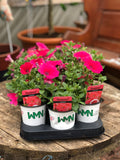 Woolley Moor Nurseries Petunia Sanguna "Hot Rose" - 9cm x 3 Plants - Woolley Moor Nurseries