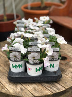 Woolley Moor Nurseries Petunia Sanguna "White Vein" - 9cm x 3 Plants - Woolley Moor Nurseries