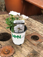 Woolley Moor Nurseries Petunia Sanguna "White Vein" - 9cm x 3 Plants - Woolley Moor Nurseries