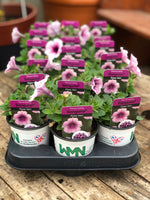 Woolley Moor Nurseries Petunia Sanguna "Rose Vein" - 9cm x 3 Plants - Woolley Moor Nurseries