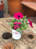 Woolley Moor Nurseries Petunia Sanguna "Purple" - 9cm - Woolley Moor Nurseries