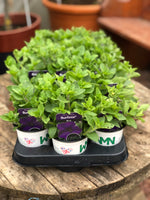 Woolley Moor Nurseries Petunia Surfinia "Blue" - 9cm x 3 Plants - Woolley Moor Nurseries