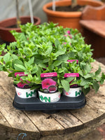 Woolley Moor Nurseries Petunia Surfinia "Hot Pink" - 9cm x 3 Plants - Woolley Moor Nurseries