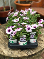 Woolley Moor Nurseries Petunia "Blue Vein" - 9cm x 3 Plants - Woolley Moor Nurseries