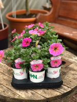 Woolley Moor Nurseries Petchoa "Sunray Pink" - 9cm x 3 Plants - Woolley Moor Nurseries